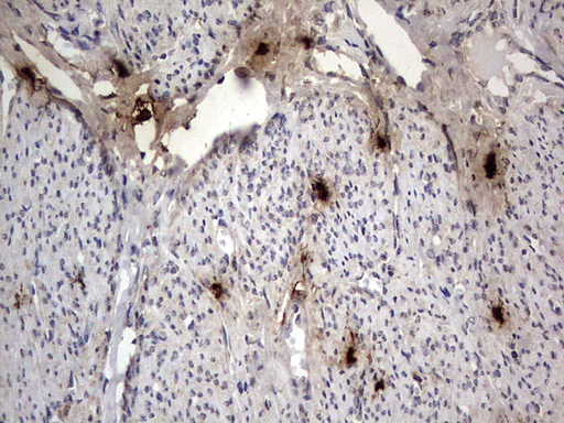 Immunohistochemistry (Formalin/PFA-fixed paraffin-embedded sections) - Anti-Acid sphingomyelinase antibody [OTI3H7] - BSA and Azide free (AB273656)