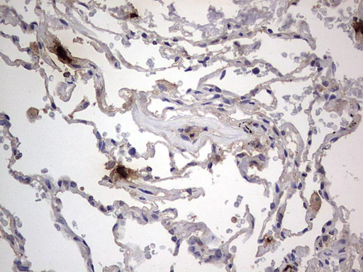 Immunohistochemistry (Formalin/PFA-fixed paraffin-embedded sections) - Anti-Acid sphingomyelinase antibody [OTI3H7] - BSA and Azide free (AB273656)