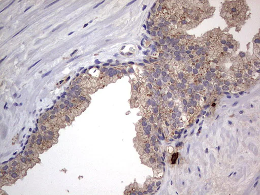 Immunohistochemistry (Formalin/PFA-fixed paraffin-embedded sections) - Anti-Acid sphingomyelinase antibody [OTI3H7] - BSA and Azide free (AB273656)