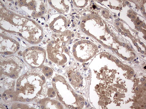 Immunohistochemistry (Formalin/PFA-fixed paraffin-embedded sections) - Anti-Acid sphingomyelinase antibody [OTI3H7] - BSA and Azide free (AB273656)