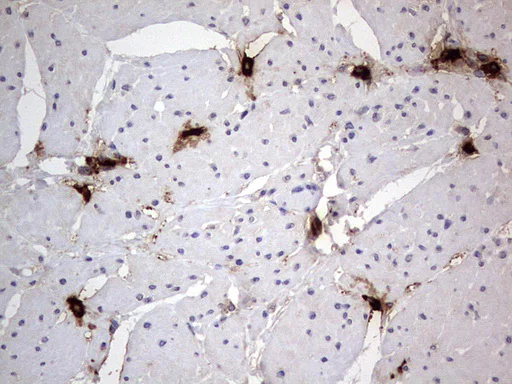 Immunohistochemistry (Formalin/PFA-fixed paraffin-embedded sections) - Anti-Acid sphingomyelinase antibody [OTI3H7] - BSA and Azide free (AB273656)