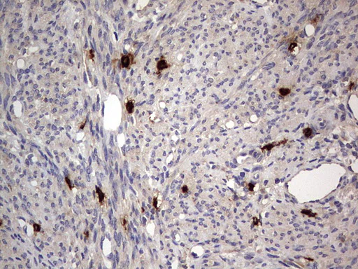 Immunohistochemistry (Formalin/PFA-fixed paraffin-embedded sections) - Anti-Acid sphingomyelinase antibody [OTI3H7] - BSA and Azide free (AB273656)
