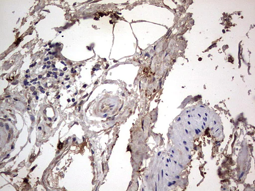 Immunohistochemistry (Formalin/PFA-fixed paraffin-embedded sections) - Anti-Acid sphingomyelinase antibody [OTI3H7] - BSA and Azide free (AB273656)