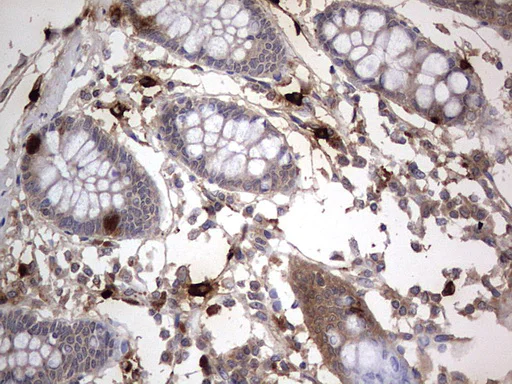 Immunohistochemistry (Formalin/PFA-fixed paraffin-embedded sections) - Anti-Acid sphingomyelinase antibody [OTI3H7] - BSA and Azide free (AB273656)