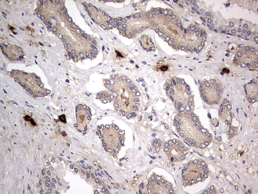 Immunohistochemistry (Formalin/PFA-fixed paraffin-embedded sections) - Anti-Acid sphingomyelinase antibody [OTI3H7] - BSA and Azide free (AB273656)