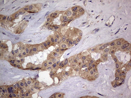 Immunohistochemistry (Formalin/PFA-fixed paraffin-embedded sections) - Anti-Acid sphingomyelinase antibody [OTI3H7] - BSA and Azide free (AB273656)