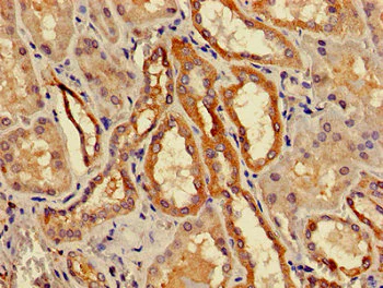 Immunohistochemistry (Formalin/PFA-fixed paraffin-embedded sections) - Anti-ACMSD antibody (AB237522)
