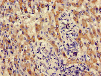 Immunohistochemistry (Formalin/PFA-fixed paraffin-embedded sections) - Anti-ACMSD antibody (AB237522)
