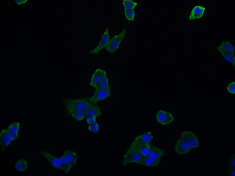Immunocytochemistry/ Immunofluorescence - Anti-Aconitase 1/ACO1 antibody [22C10] (AB314179)