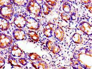 Immunohistochemistry (Formalin/PFA-fixed paraffin-embedded sections) - Anti-Aconitase 1/ACO1 antibody (AB236773)