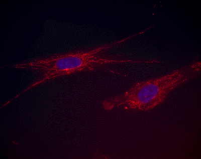 Immunocytochemistry/ Immunofluorescence - Anti-Aconitase 2 antibody [6D1BE4] (AB110320), expandable thumbnail