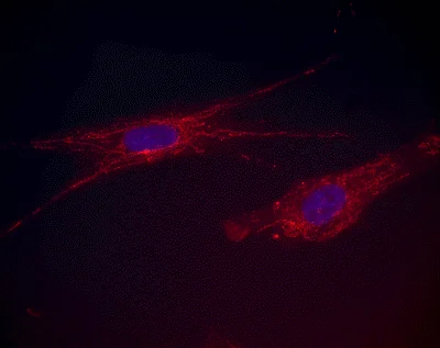 Immunocytochemistry/ Immunofluorescence - Anti-Aconitase 2 antibody [6D1BE4] (AB110320)