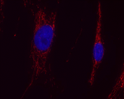 Immunocytochemistry/ Immunofluorescence - Anti-Aconitase 2 antibody [6F12BD9] (AB110321), expandable thumbnail
