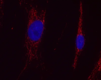 Immunocytochemistry/ Immunofluorescence - Anti-Aconitase 2 antibody [6F12BD9] (AB110321)
