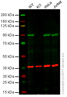 Western blot - Anti-Aconitase 2 antibody [6F12BD9] (AB110321), expandable thumbnail