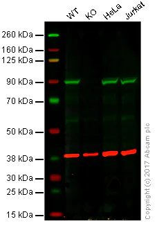 Western blot - Anti-Aconitase 2 antibody [6F12BD9] (AB110321)