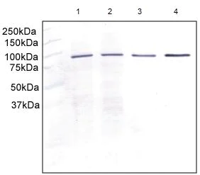 Western blot - Anti-Aconitase 2 antibody [6F12BD9] (AB110321)