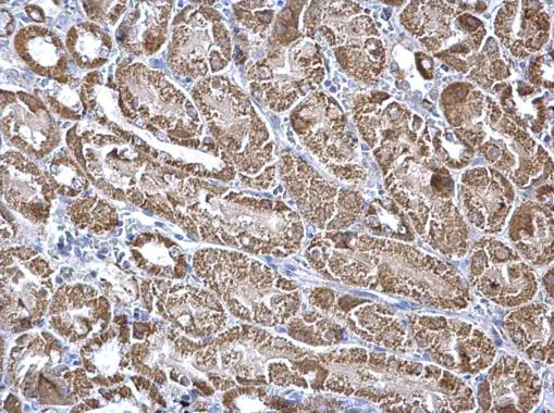 Immunohistochemistry (Formalin/PFA-fixed paraffin-embedded sections) - Anti-Aconitase 2 antibody (AB228923)