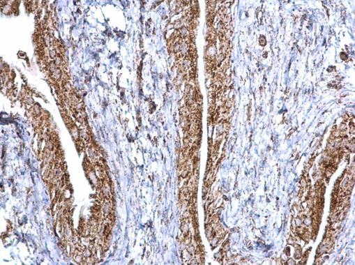 Immunohistochemistry (Formalin/PFA-fixed paraffin-embedded sections) - Anti-Aconitase 2 antibody (ab228923), expandable thumbnail