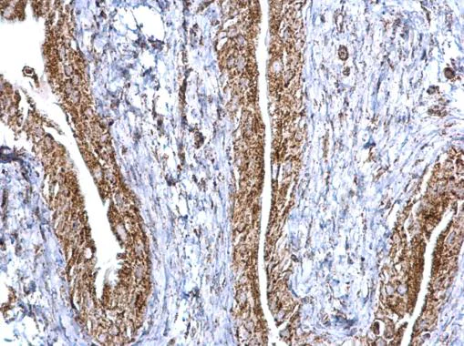 Immunohistochemistry (Formalin/PFA-fixed paraffin-embedded sections) - Anti-Aconitase 2 antibody (AB228923)