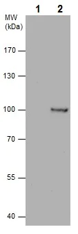 Immunoprecipitation - Anti-Aconitase 2 antibody (AB228923)