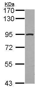 Western blot - Anti-Aconitase 2 antibody (AB228923)