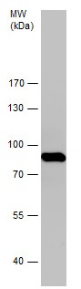 Western blot - Anti-Aconitase 2 antibody (AB228923), expandable thumbnail