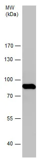Western blot - Anti-Aconitase 2 antibody (AB228923)