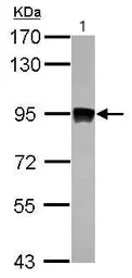 Western blot - Anti-Aconitase 2 antibody (AB228923)