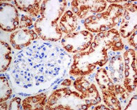 Immunohistochemistry (Formalin/PFA-fixed paraffin-embedded sections) - Anti-Aconitase 2 antibody [EPR8282(B)] (AB129069), expandable thumbnail