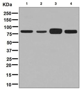Western blot - Anti-Aconitase 2 antibody [EPR8282(B)] (AB129069), expandable thumbnail
