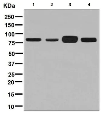 Western blot - Anti-Aconitase 2 antibody [EPR8282(B)] (AB129069)