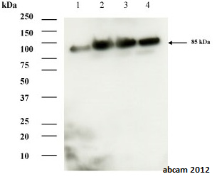 Western blot - Anti-Aconitase 2 antibody [EPR8282(B)] (AB129069), expandable thumbnail