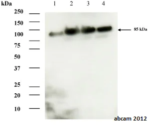 Western blot - Anti-Aconitase 2 antibody [EPR8282(B)] (AB129069)