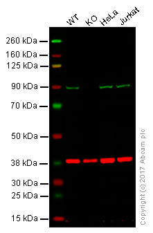 Western blot - Anti-Aconitase 2 antibody [EPR8282(B)] (AB129069), expandable thumbnail