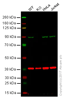Western blot - Anti-Aconitase 2 antibody [EPR8282(B)] (AB129069)