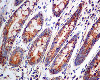 Immunohistochemistry (Formalin/PFA-fixed paraffin-embedded sections) - Anti-Aconitase 2 antibody [EPR8283(B)] (AB129105)