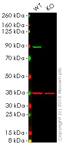 Western blot - Anti-Aconitase 2 antibody [EPR8283(B)] (AB129105)