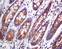 Immunohistochemistry (Formalin/PFA-fixed paraffin-embedded sections) - Anti-Aconitase 2 antibody [EPR8283(B)] - BSA and Azide free (AB248303)