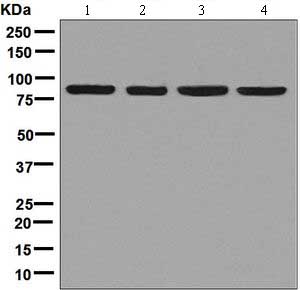 Western blot - Anti-Aconitase 2 antibody [EPR8283(B)] - BSA and Azide free (AB248303), expandable thumbnail