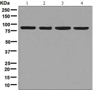 Western blot - Anti-Aconitase 2 antibody [EPR8283(B)] - BSA and Azide free (AB248303)