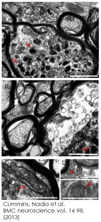 Functional Studies - Aconitase Assay Kit (AB83459)