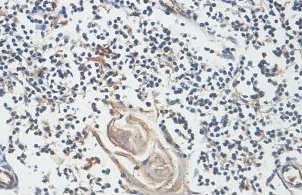 Immunohistochemistry (Formalin/PFA-fixed paraffin-embedded sections) - Anti-ACOT1 antibody (AB100915)