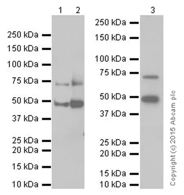 Western blot - Anti-ACOX1/AOX antibody [EPR19038] (AB184032)