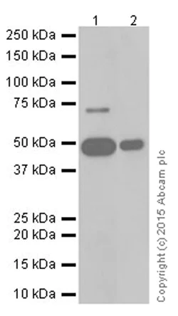 Western blot - Anti-ACOX1/AOX antibody [EPR19038] (AB184032)