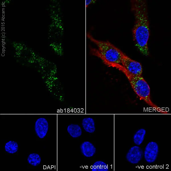 Immunocytochemistry/ Immunofluorescence - Anti-ACOX1/AOX antibody [EPR19038] - BSA and Azide free (AB238939)