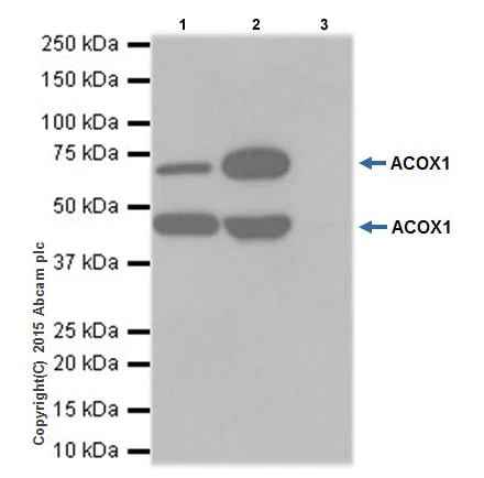 Immunoprecipitation - Anti-ACOX1/AOX antibody [EPR19038] - BSA and Azide free (AB238939)