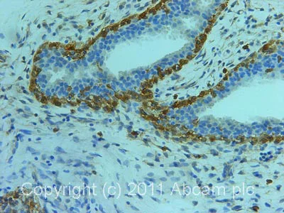 Immunohistochemistry (Formalin/PFA-fixed paraffin-embedded sections) - Anti-ACRBP antibody (AB64809)