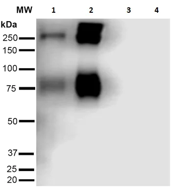 Western blot - Anti-Acrolein antibody [10A10] (AB240918)