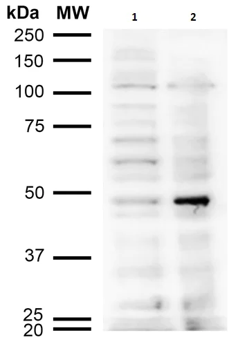 Western blot - Anti-Acrolein antibody [10A10] (AB240918)